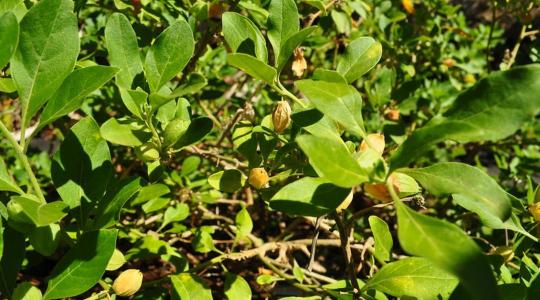 Ashwagandha – Természetes támogatás a stressz, szorongás és alvásproblémák ellen