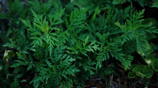 Glifozát, no-till, rezisztencia – új kihívások a parlagfű elleni harcban
