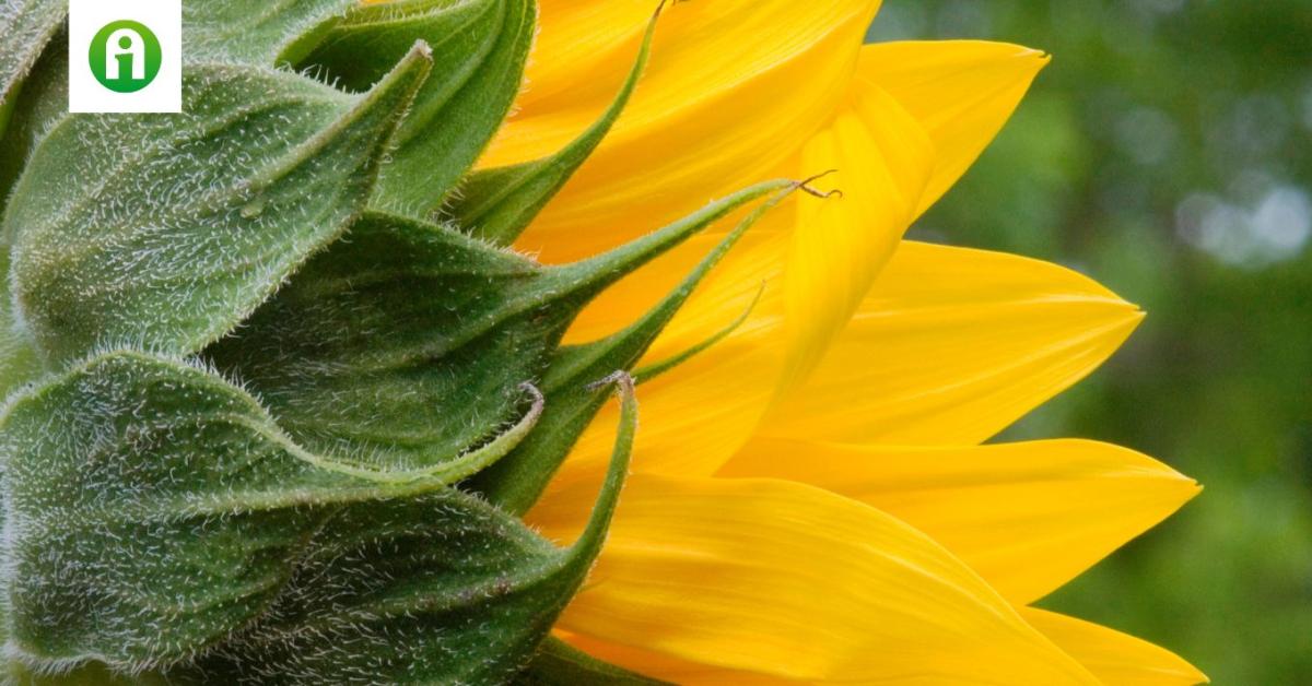 A talaj humusztartalmától független alapgyomirtás napraforgóban