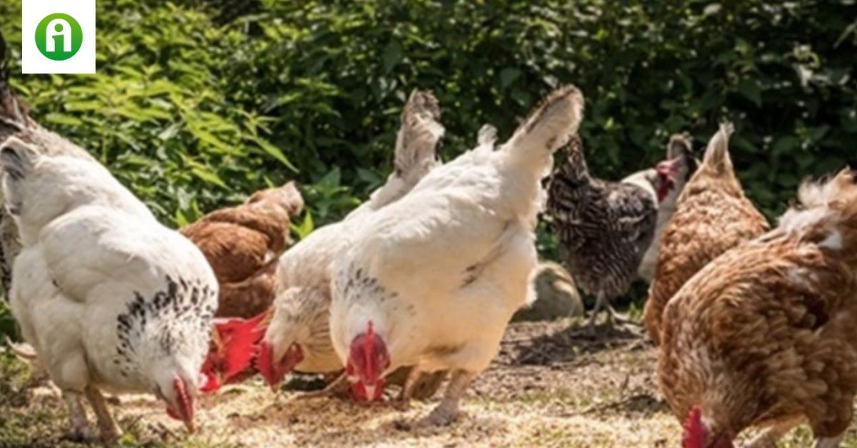 A legszebb és leghasznosabb tyúkfajták háztáji tartásra A legszebb és leghasznosabb tyúkfajták háztáji tartásra