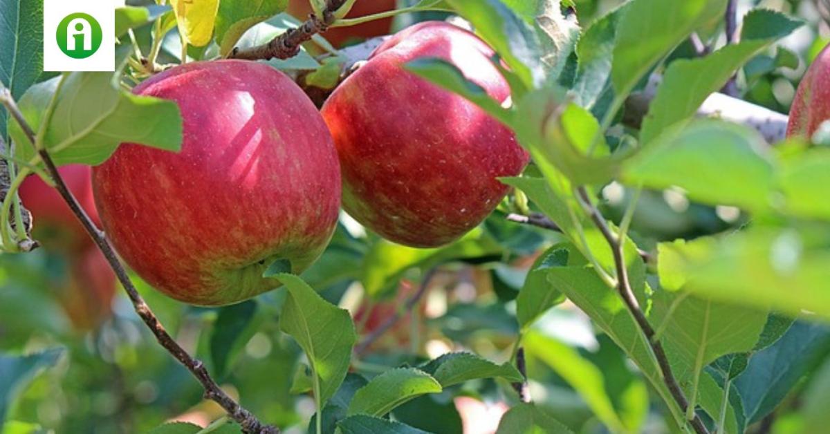 Termésritkítás nélkül nincs minőségi almatermesztés. Hogyan csináljuk? 