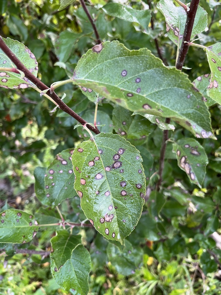 Colletotrichum spp. tünete a lombon