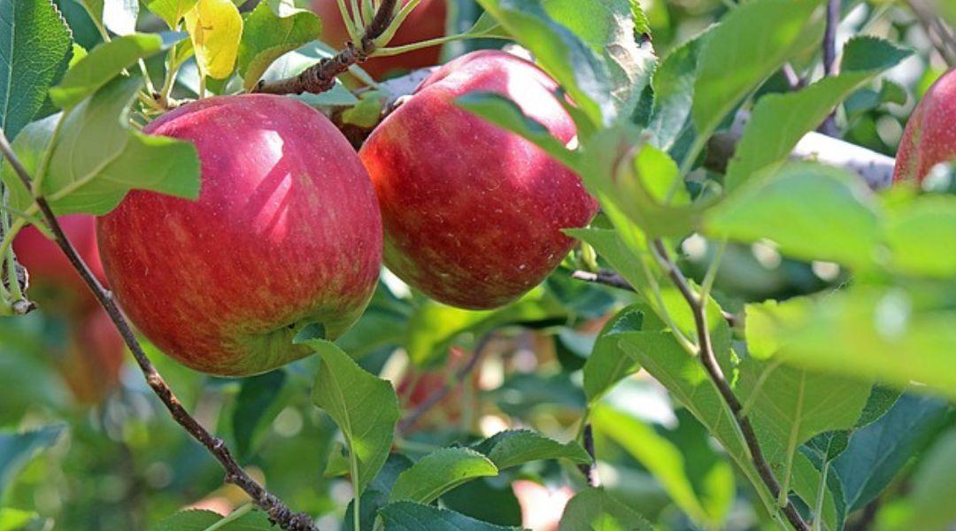 Sarkalatos pontok az alma növényvédelmében