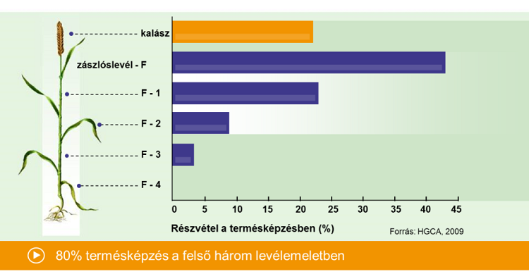 bayer