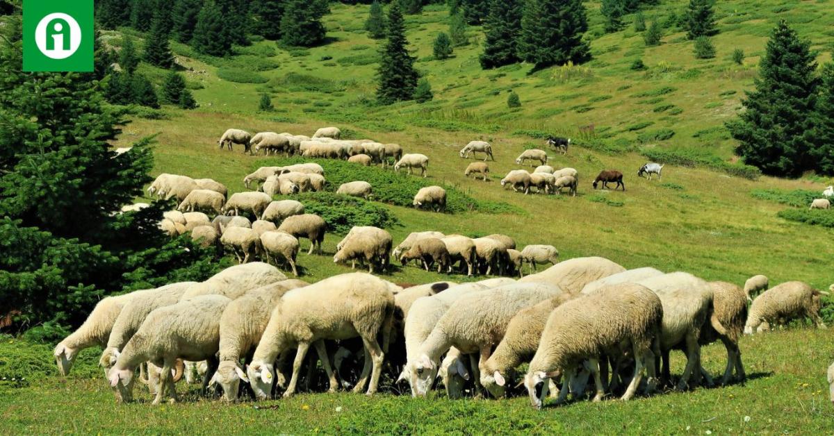 Erre figyelmeztet most a Nébih! Erre figyelmeztet most a Nébih!