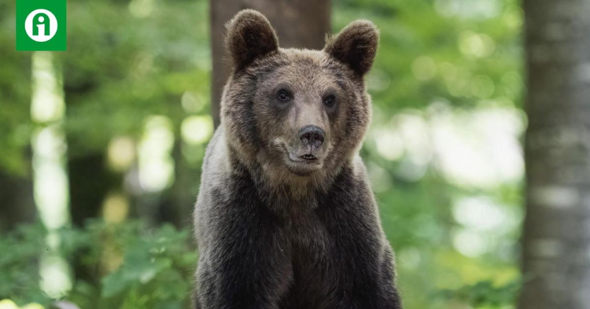 Már a hadsereg is bevethető a medvék miatt Szlovákiában