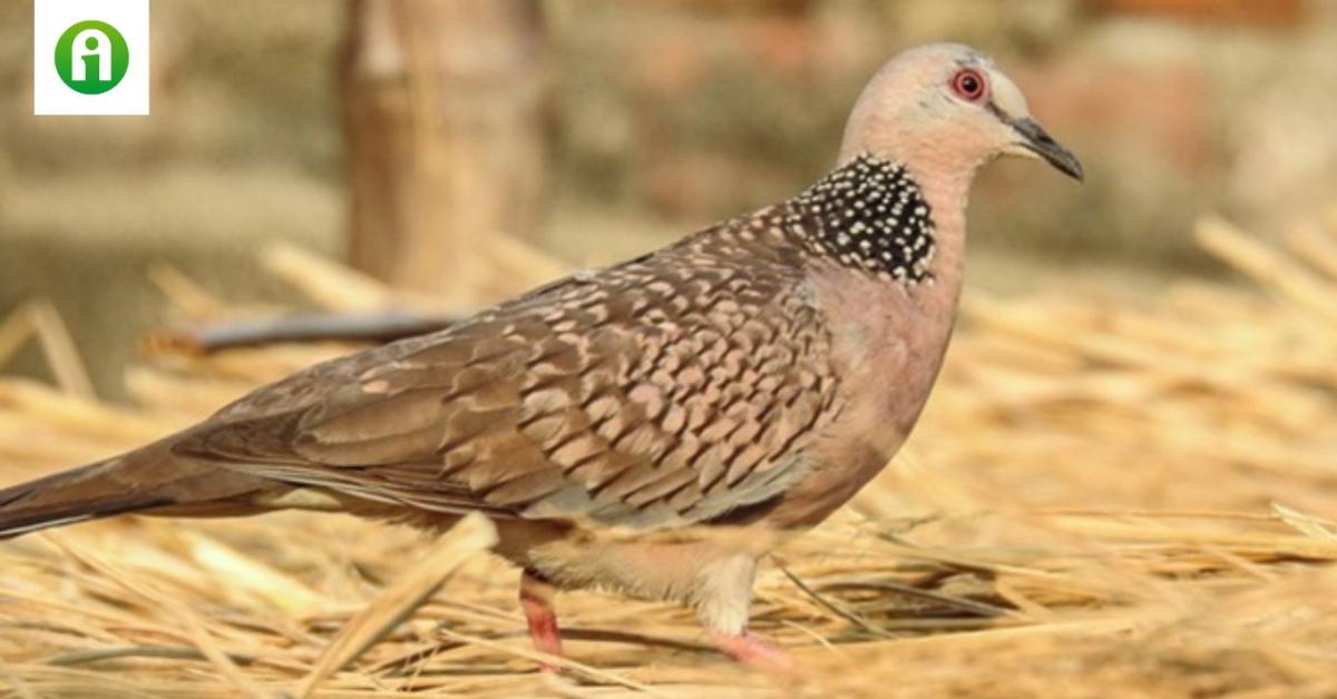 Ezek a színek hatékonyan távol tartják a galambokat a kertedtől Ezek a színek hatékonyan távol tartják a galambokat a kertedtől