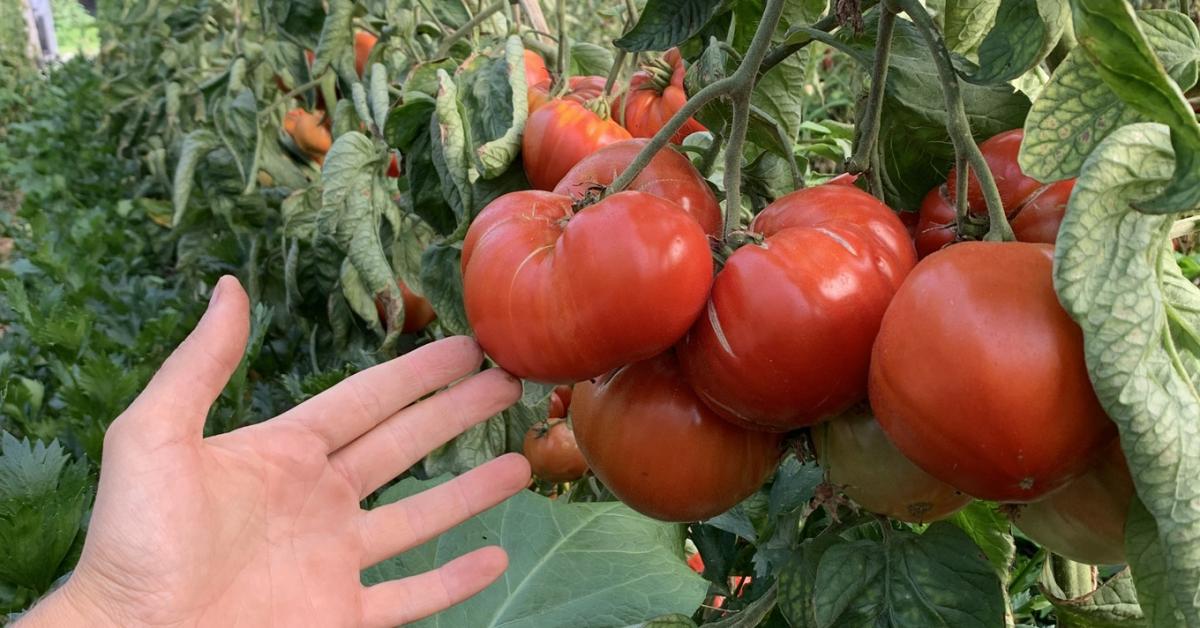 Ma van a Föld napja: akár egy tájfajta paradicsommal is sokat tehetsz!
