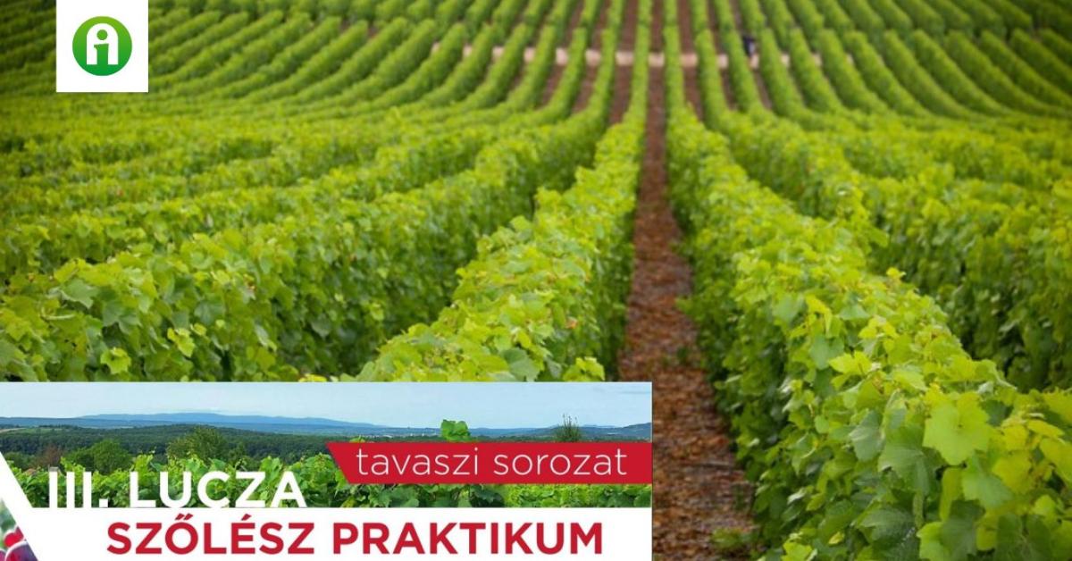 III. Lucza Szőlész Praktikum
