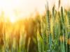 Nagy lehetőség a gazdálkodóknak – Agrárgarancia a versenyképességért