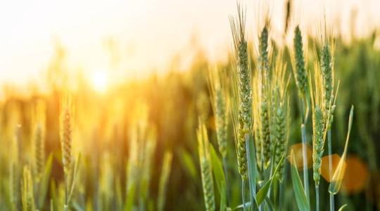 Nagy lehetőség a gazdálkodóknak – Agrárgarancia a versenyképességért