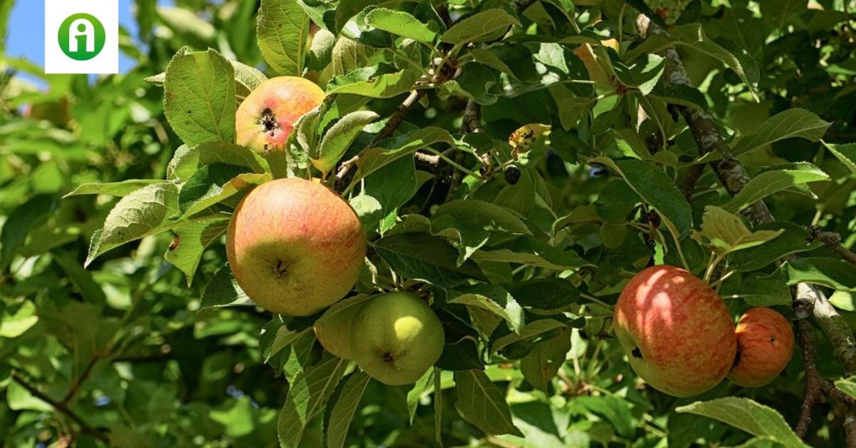 Almafa integrált védelme lépésről lépésre - Agroinform.hu