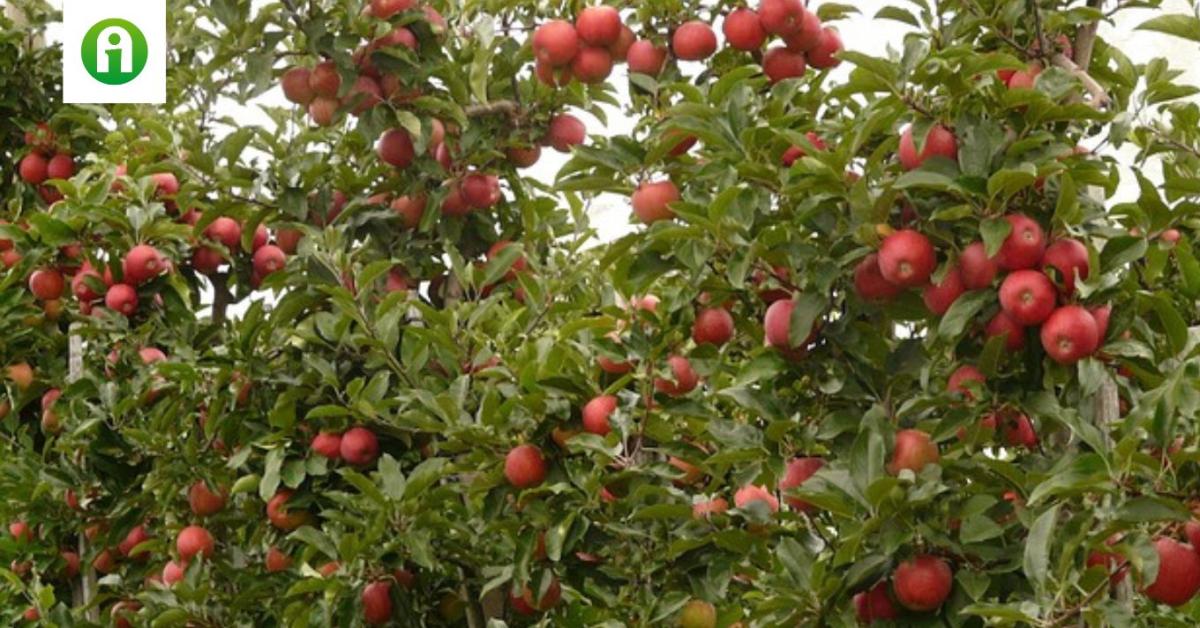 Új korszak kezdődik a gyümölcsvédelemben – készen állsz rá?
