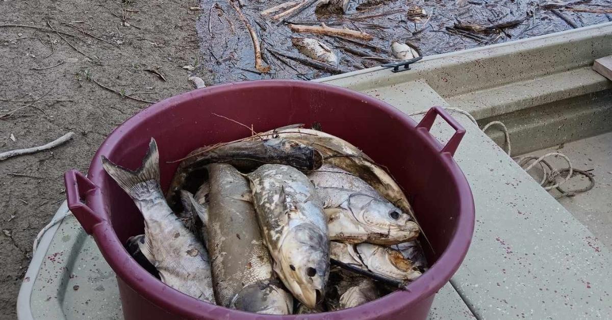 Katasztrófa: újabb állatfaj pusztul tömegesen Magyarországon