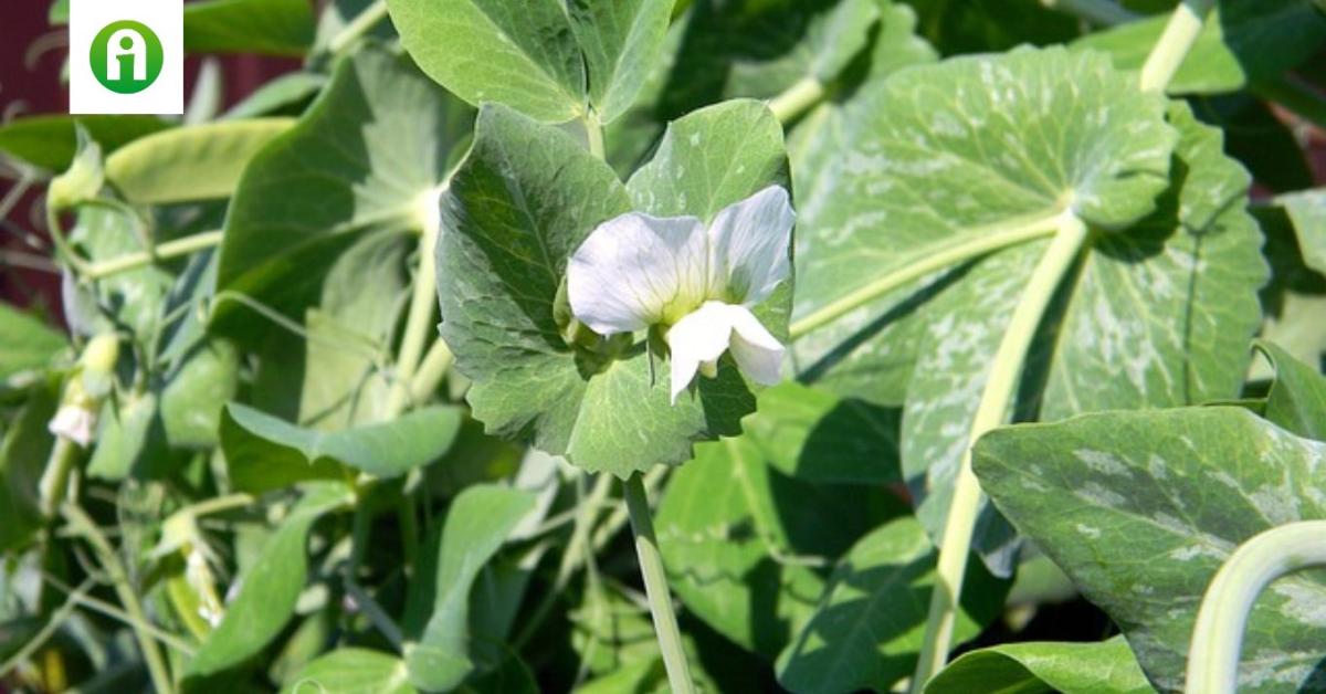 A borsó nem csak a tányérra való: az agronómiai előnyei is kiemelkedők