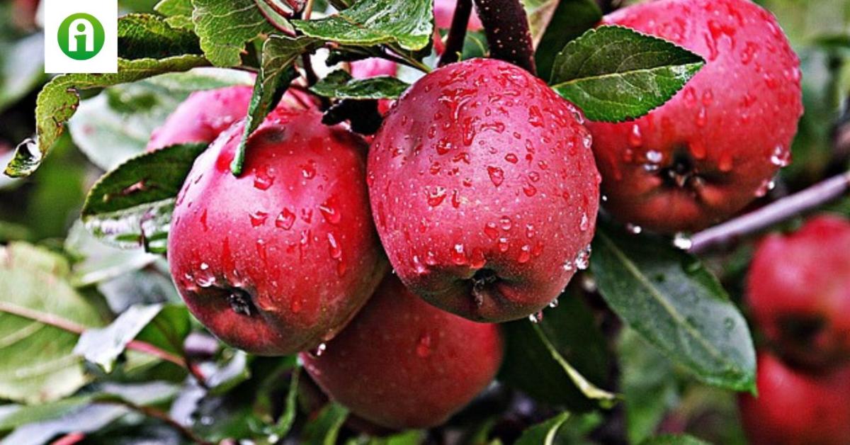 Így tápláljuk a gyümölcs- és szőlőültetvényeket