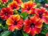 Gyönyörű hibiszkuszt szeretnél? Ez az apróság a titka!