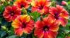 Gyönyörű hibiszkuszt szeretnél? Ez az apróság a titka!