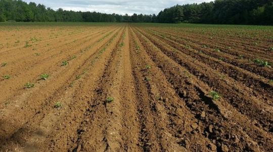 Növény- és talajélettanról, a terepi talajvizsgálatról a gyakorlatban 
