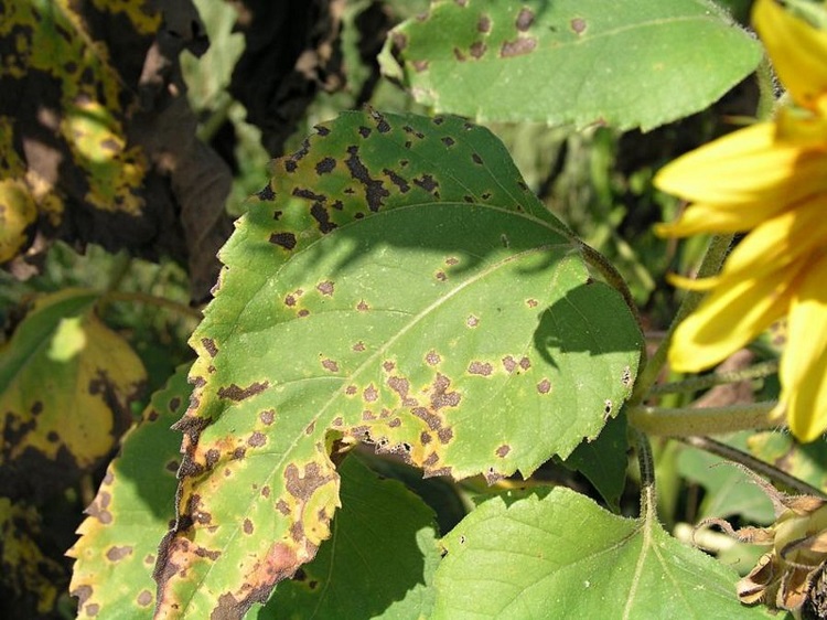 Alternaria helianthi