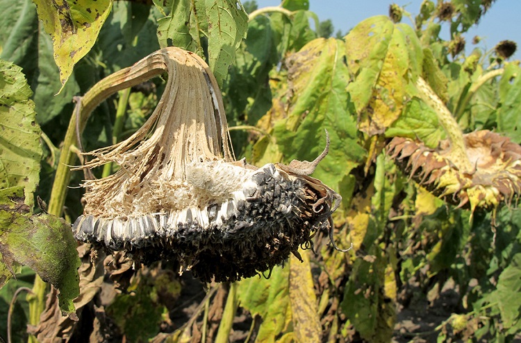 Sclerotinia sclerotiorum