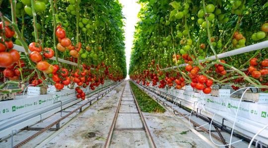 Paradicsom, paprika, uborka – egyre több terem a hazai növényházakban