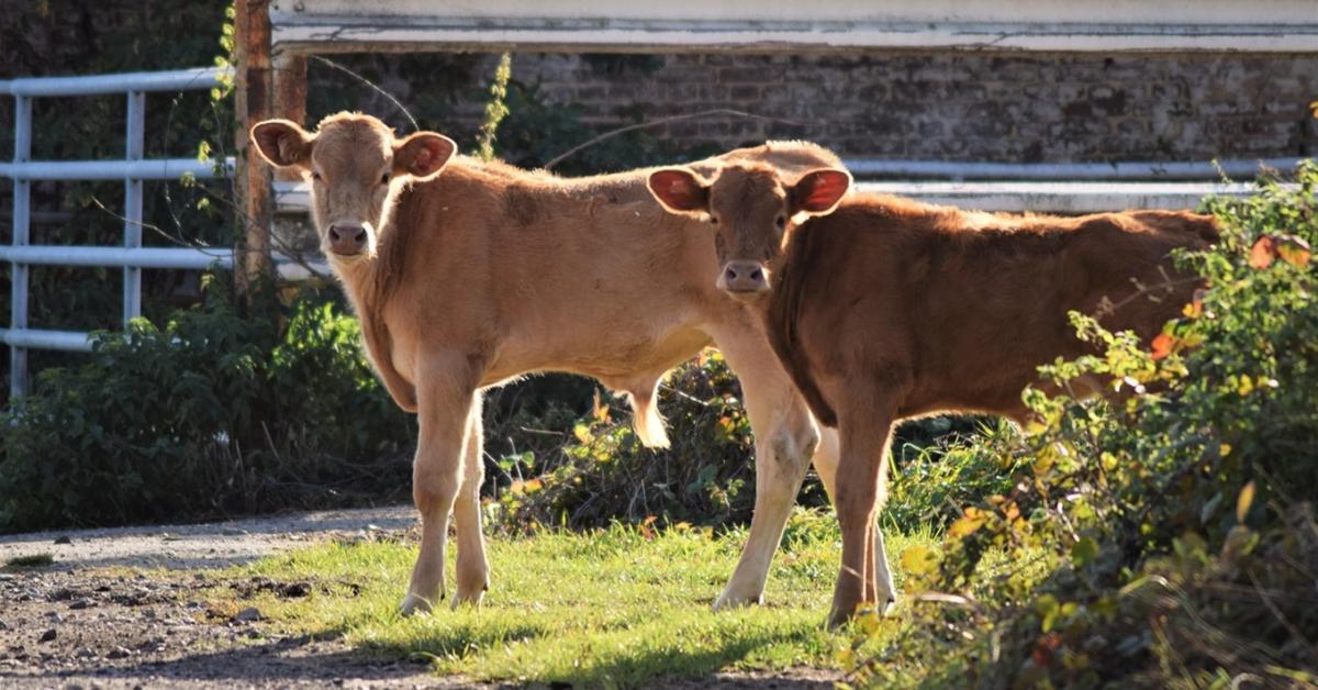 Brutális drágulás: 200%-kal nőtt a fiatal bikák ára Brutális drágulás: 200%-kal nőtt a fiatal bikák ára
