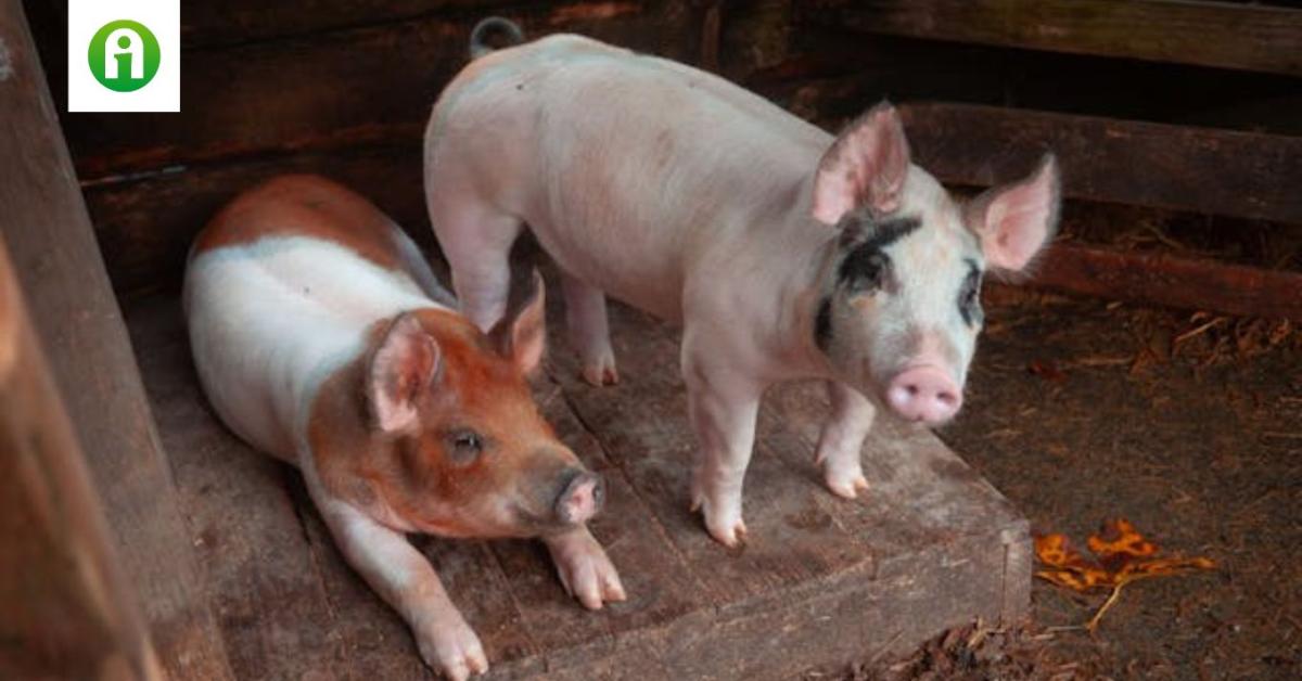 A korlátozott területeken is biztosított a vágósertések értékesítése