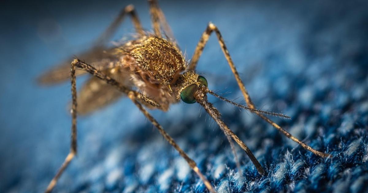 Örök harc: Le lehet-e számolni a csípőszúnyogokkal? Örök harc: Le lehet-e számolni a csípőszúnyogokkal?