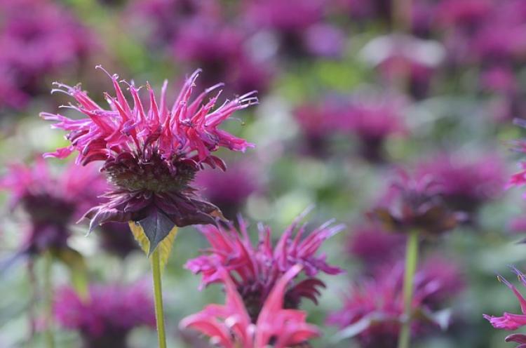 Méhbalzsam (Monarda)