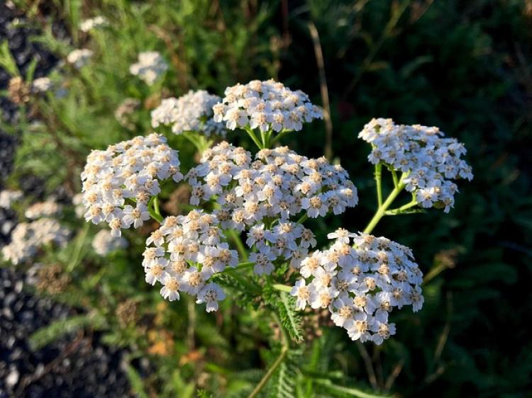Cickafark (Achillea millefolium)