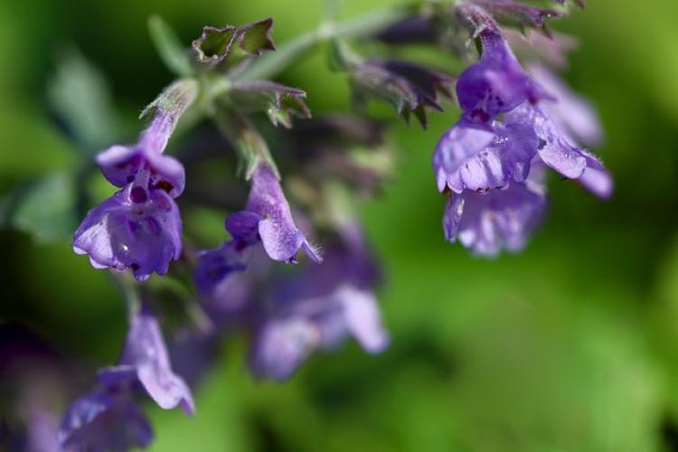 Macskamenta (Nepeta spp.)