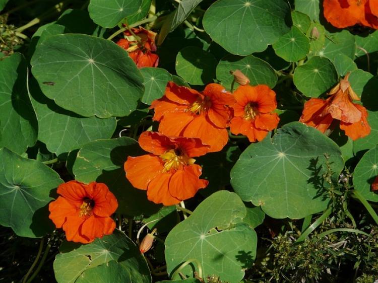 Sarkantyúka (Tropaeolum majus)
