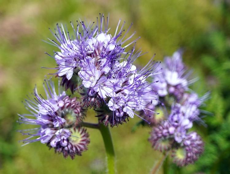 Facélia (Phacelia tanacetifolia)