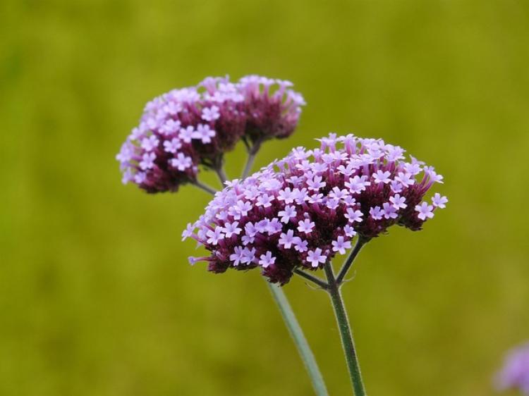 Vasfű (Verbena officinalis / bonariensis)