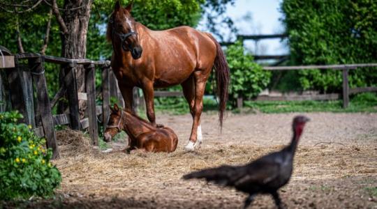 A napi cukiságfaktor kimaxolva: ezt a gyönyörű kiscsikót látnod kell! A napi cukiságfaktor kimaxolva: ezt a gyönyörű kiscsikót látnod kell!