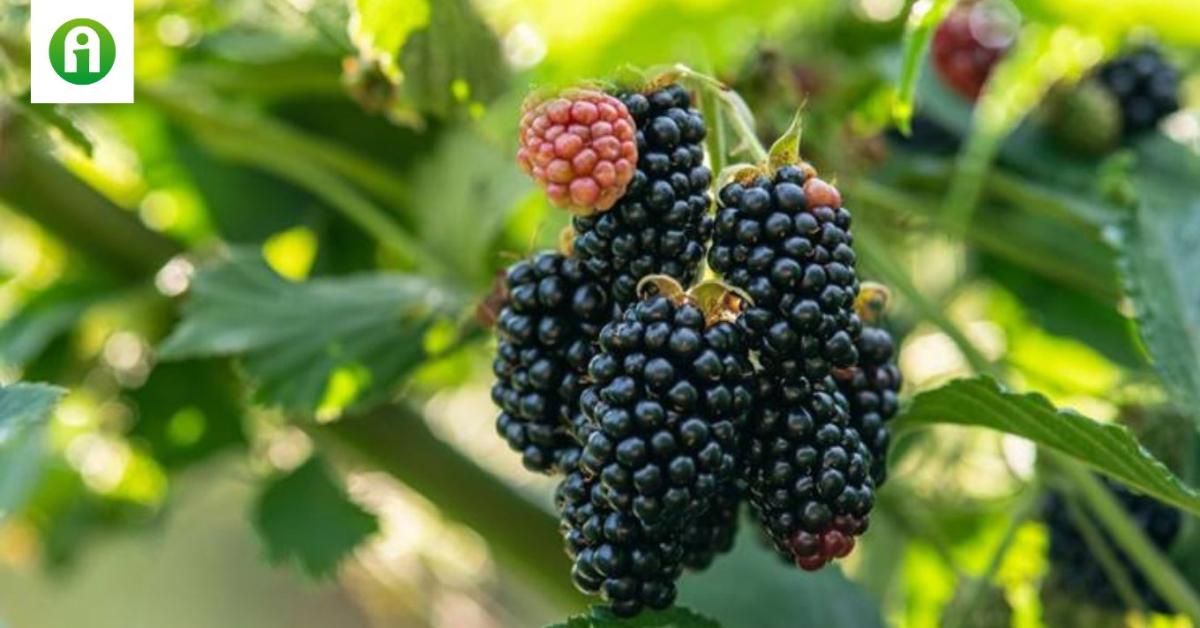 Hamarosan elérhetővé válhatnak a tüskementes, ellenállóbb, ízletesebb szederfajták Hamarosan elérhetővé válhatnak a tüskementes, ellenállóbb, ízletesebb szederfajták