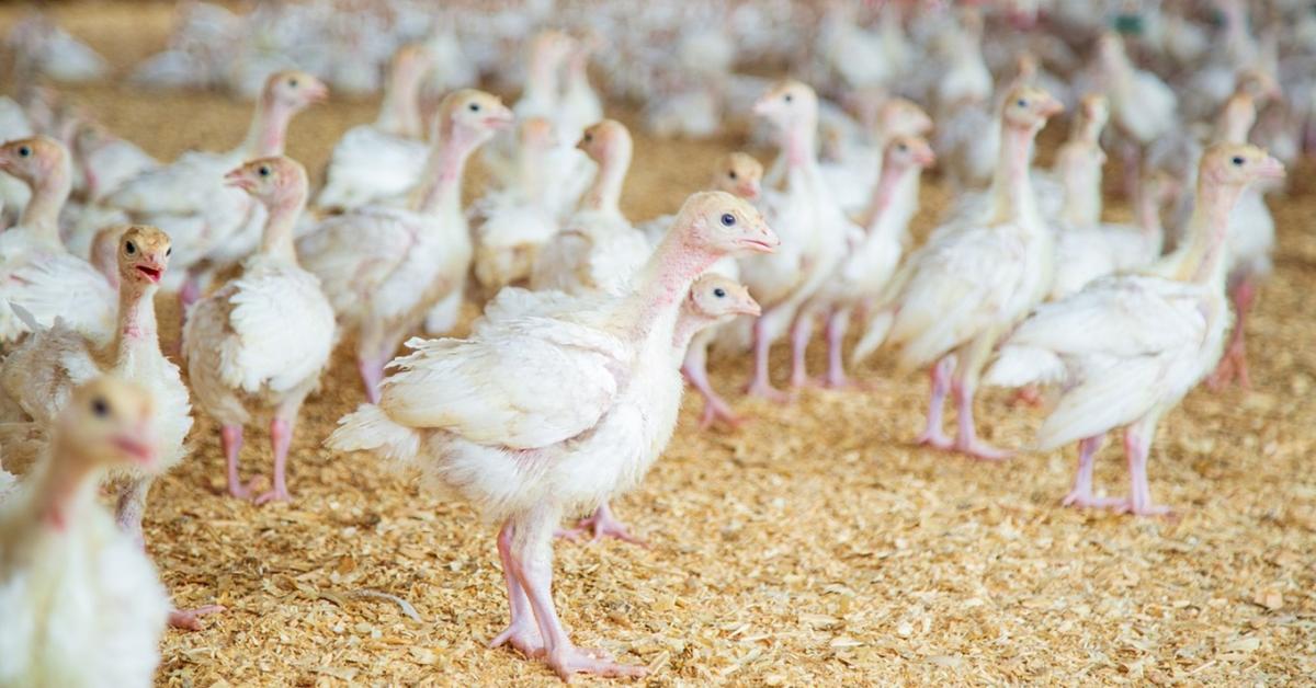 Mesterséges intelligencia a csirketartásban: Figyeli az állományt, növeli a hasznot