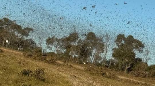 Elképzelni is nehéz: Özönvíz után most sáskajárás pusztít +VIDEÓ Elképzelni is nehéz: Özönvíz után most sáskajárás pusztít +VIDEÓ