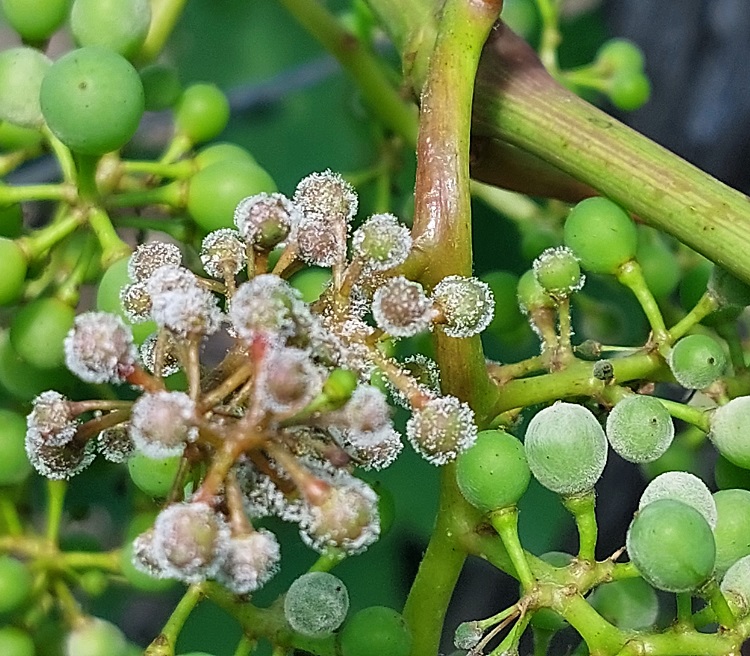 syngenta