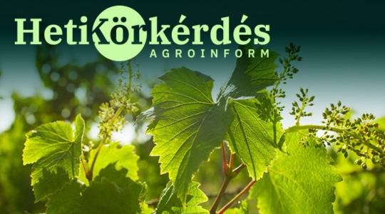 Aktualitások a szőlő növényvédelmében – Heti Körkérdés