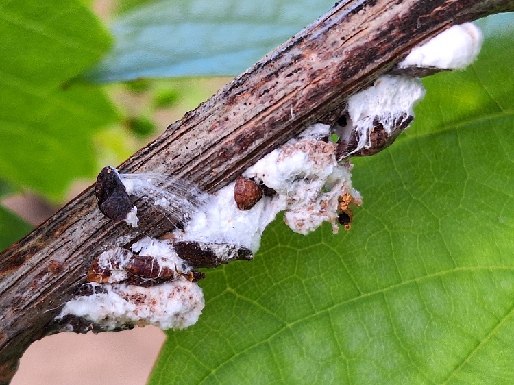 Sumi Agro