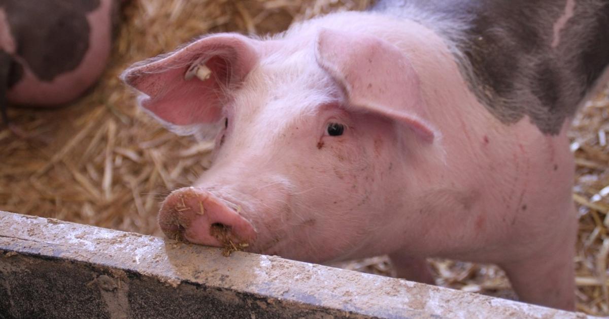 Afrikai sertéspestis: 18 500 állatot kell leölni a magyar határ közelében