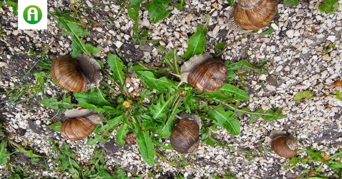 Csúszómászók támadása: megjelentek a meztelencsigák is