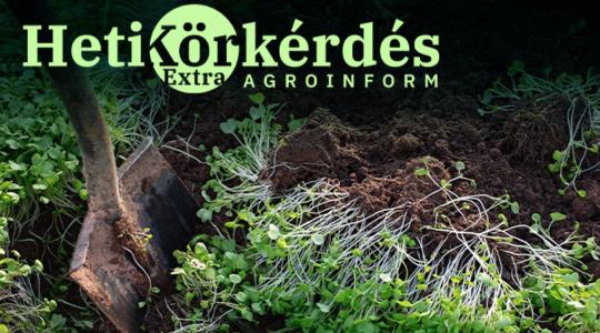 Zöldtrágya- és takarónövény-mustra – Heti Körkérdés Extra