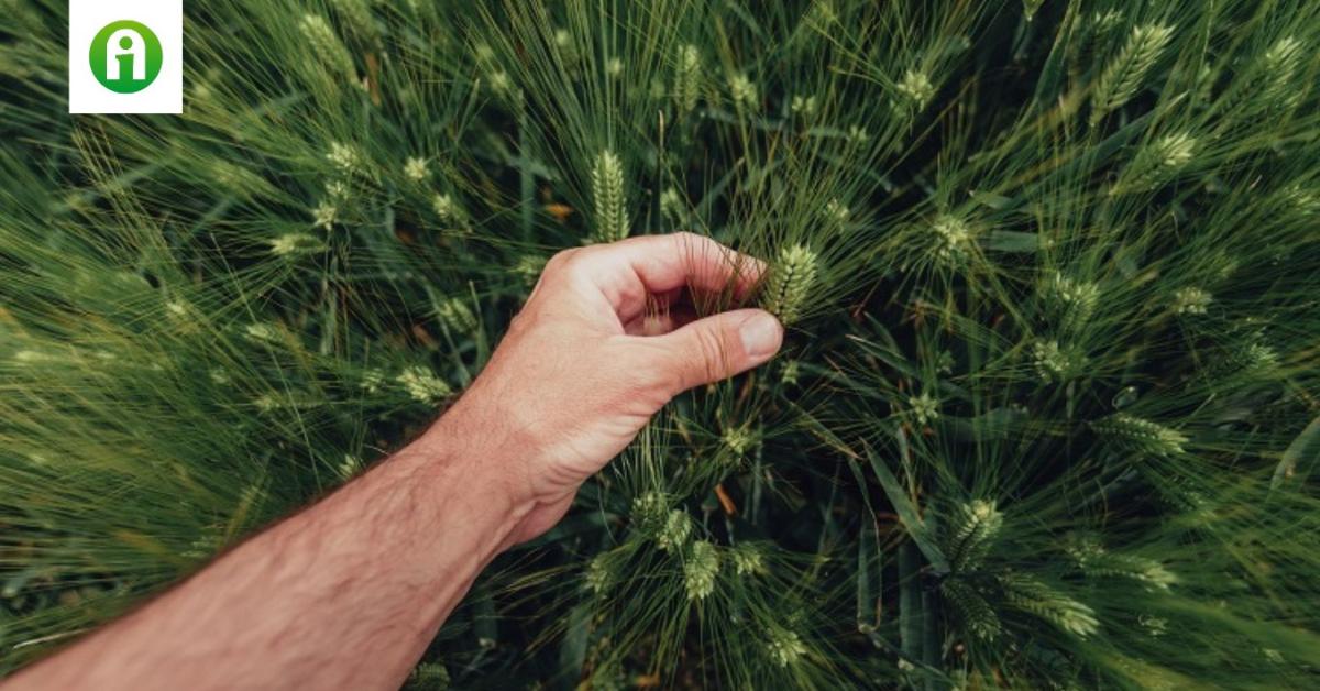 Célzott hatóanyag-kombinációkkal a kalászfuzáriózis ellen