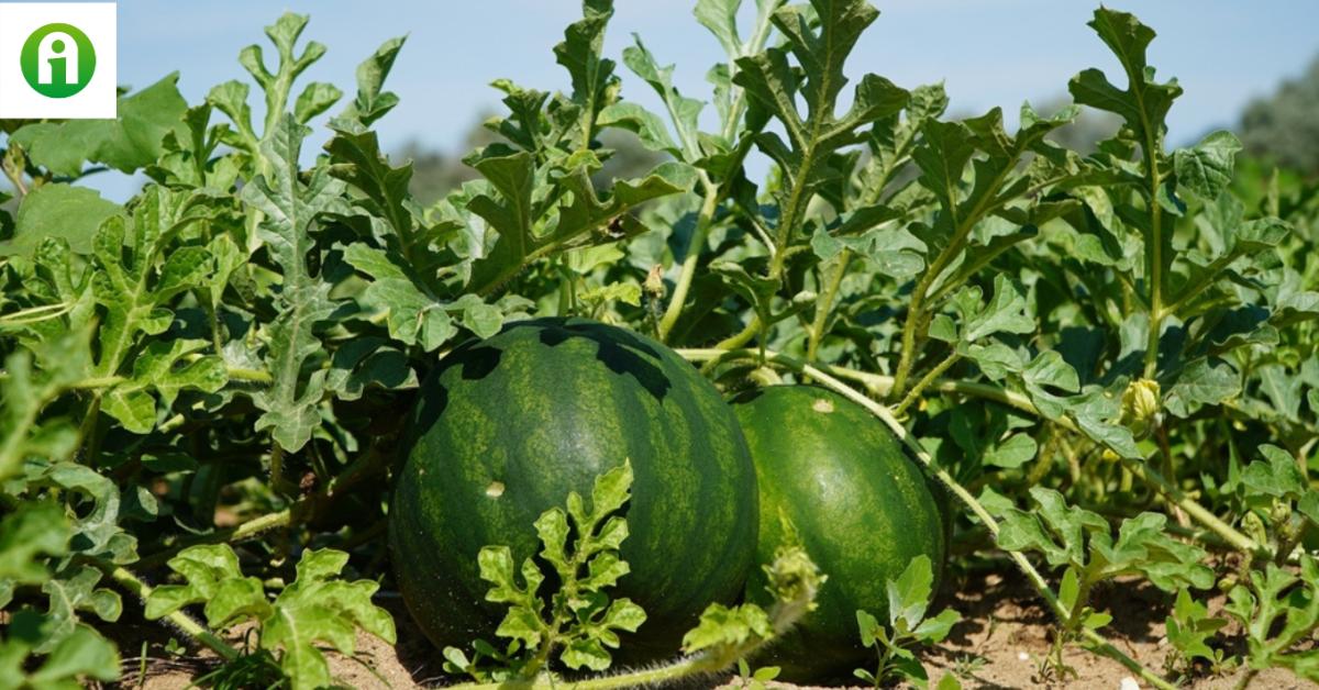 Görögdinnye a kertedben vagy az erkélyeden? Egyszerűbb, mint gondolnád! Görögdinnye a kertedben vagy az erkélyeden? Egyszerűbb, mint gondolnád!