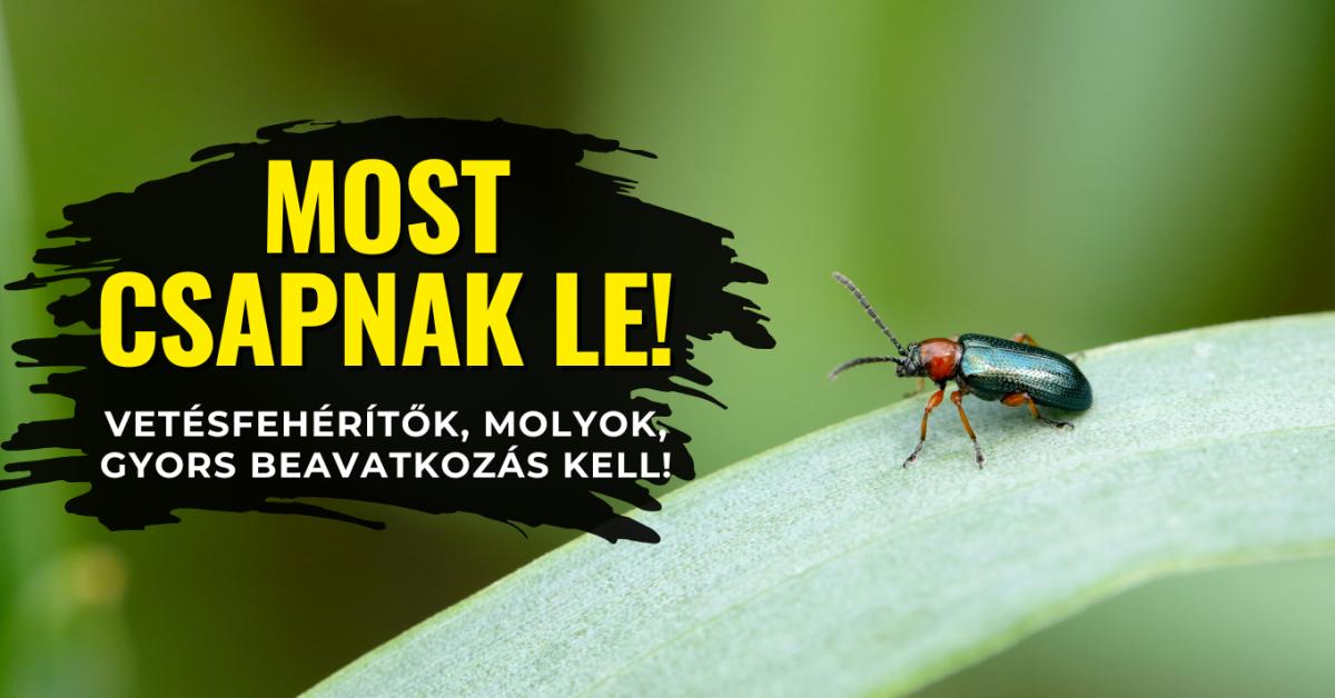 Búzában a vetésfehérítő, gyümölcsösökben a molyok sokasodnak – Növényvédelmi előrejelzés