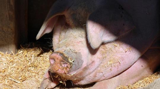 180 kilós sertések maradtak a tenyésztők nyakán 180 kilós sertések maradtak a tenyésztők nyakán