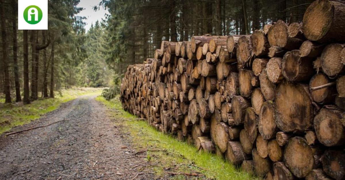 Ezekben a vármegyékben a legmagasabb az illegális fakitermelés!